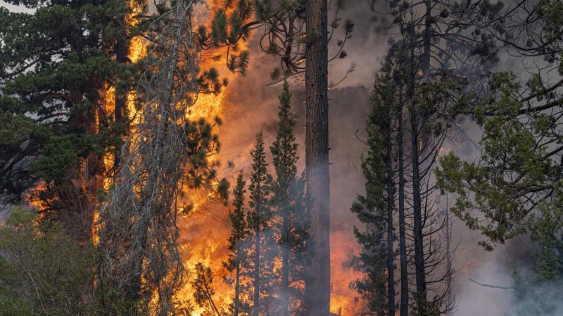 Como mudança climática, atividade humana e incêndios contribuíram para última extinção em massa