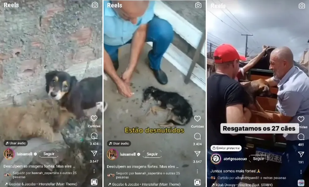 Polícia abre inquérito para apurar abandono de dezenas de cães que cometeram canibalismo em Maceió