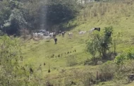 Pecuarista leva multa de R$ 20 mil por pastoreio de gado em área de parque ecológico em Presidente Prudente