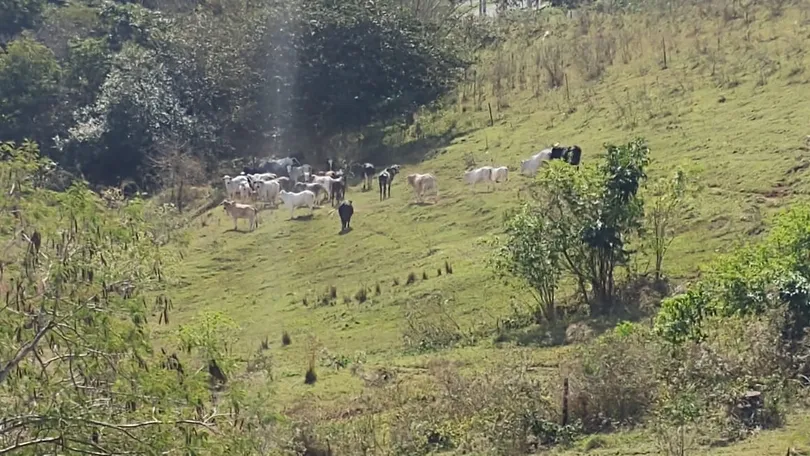 Pecuarista leva multa de R$ 20 mil por pastoreio de gado em área de parque ecológico em Presidente Prudente