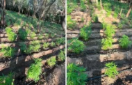 Polícia descobre 18 mil pés de maconha cultivados em sítio no Sertão de AL e prende 2 homens