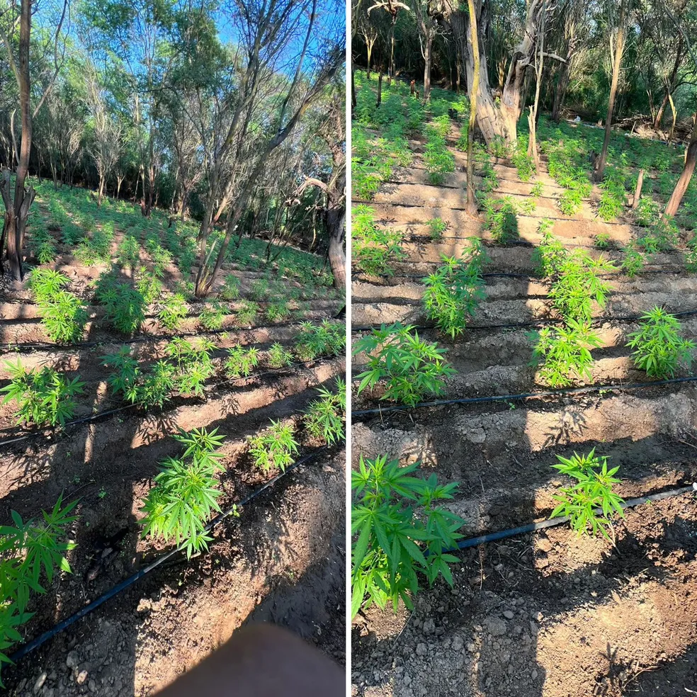 Polícia descobre 18 mil pés de maconha cultivados em sítio no Sertão de AL e prende 2 homens