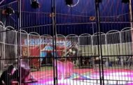 Leão se revolta e ataca treinador durante exibição em circo; VEJA VÍDEO