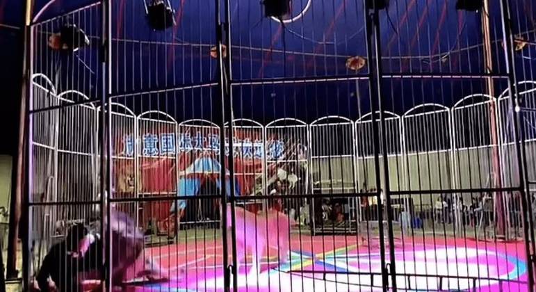Leão se revolta e ataca treinador durante exibição em circo; VEJA VÍDEO