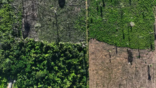 Com dados preliminares, alertas de desmatamento na Amazônia caem 71% em agosto