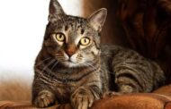 Conheça cinco doenças que gatos podem transmitir para humanos