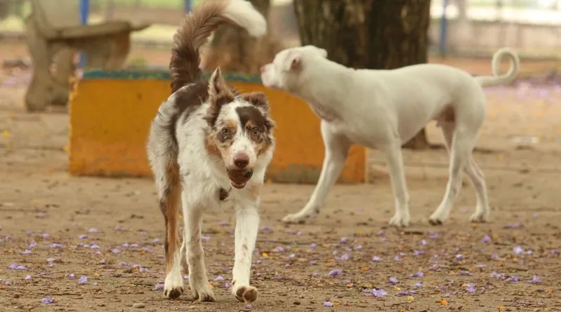 Rio Grande do Norte- Projeto de vereador que permite abate de animais de animais em situação de rua e destina carne para escolas é aprovado