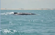 Baleias jubartes são vistas na praia do Pontal do Peba em Alagoas