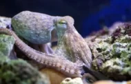 Animais são capazes de sonhar como seres humanos?