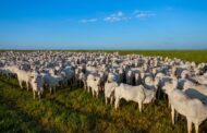 Rebanho bovino brasileiro alcançou recorde de 234,4 milhões de animais em 2022