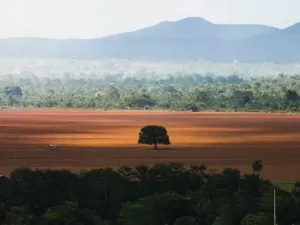 Brasil perde 2,5 Alemanhas de vegetação nativa em 38 anos, diz estudo