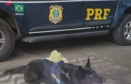 Em Rondonópolis-MT, cães farejadores da PRF localizam droga em cestas básicas