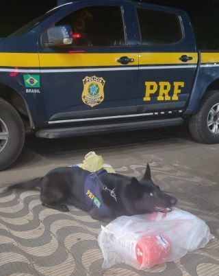 Em Rondonópolis-MT, cães farejadores da PRF localizam droga em cestas básicas