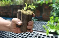 Para reduzir uso de plástico na restauração florestal, Instituto de Pesquisas Ecológicas utiliza 'ecopotes' para plantar mudas de árvores nativas da Mata Atlântica