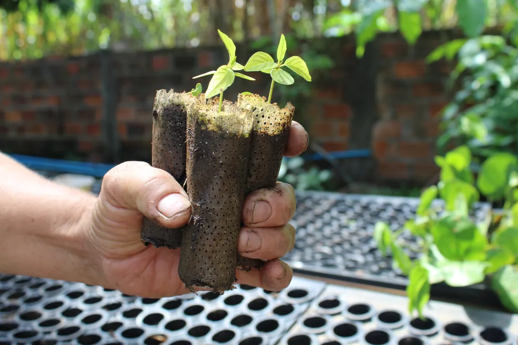 Para reduzir uso de plástico na restauração florestal, Instituto de Pesquisas Ecológicas utiliza 'ecopotes' para plantar mudas de árvores nativas da Mata Atlântica