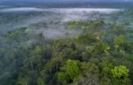 Startup ambiental brasileira promete restaurar um milhão de hectares de florestas