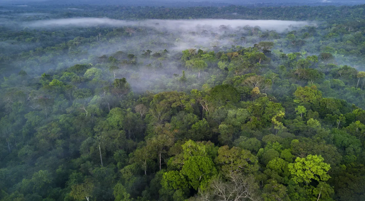 Startup ambiental brasileira promete restaurar um milhão de hectares de florestas