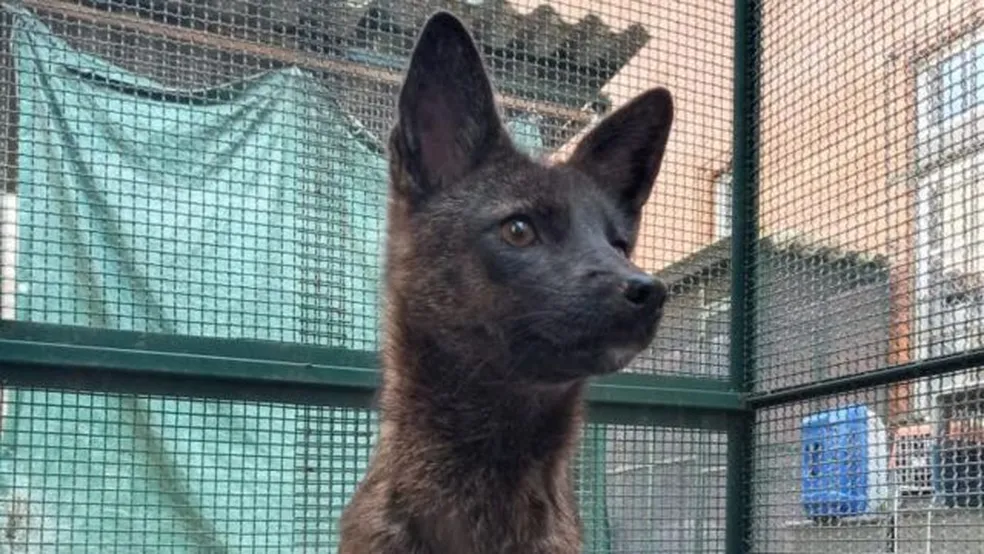 O misterioso animal híbrido de raposa e cão encontrado em estrada do RS