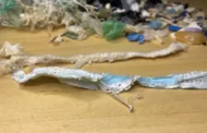 Restos de máscara são encontrados pela primeira vez dentro de estômago de tartaruga no ES