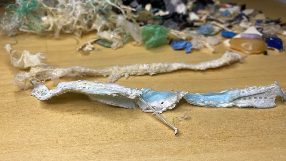 Restos de máscara são encontrados pela primeira vez dentro de estômago de tartaruga no ES