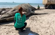 Baleia de quase 10 metros morre em praia de Maceió e é retirada do local com retroescavadeira