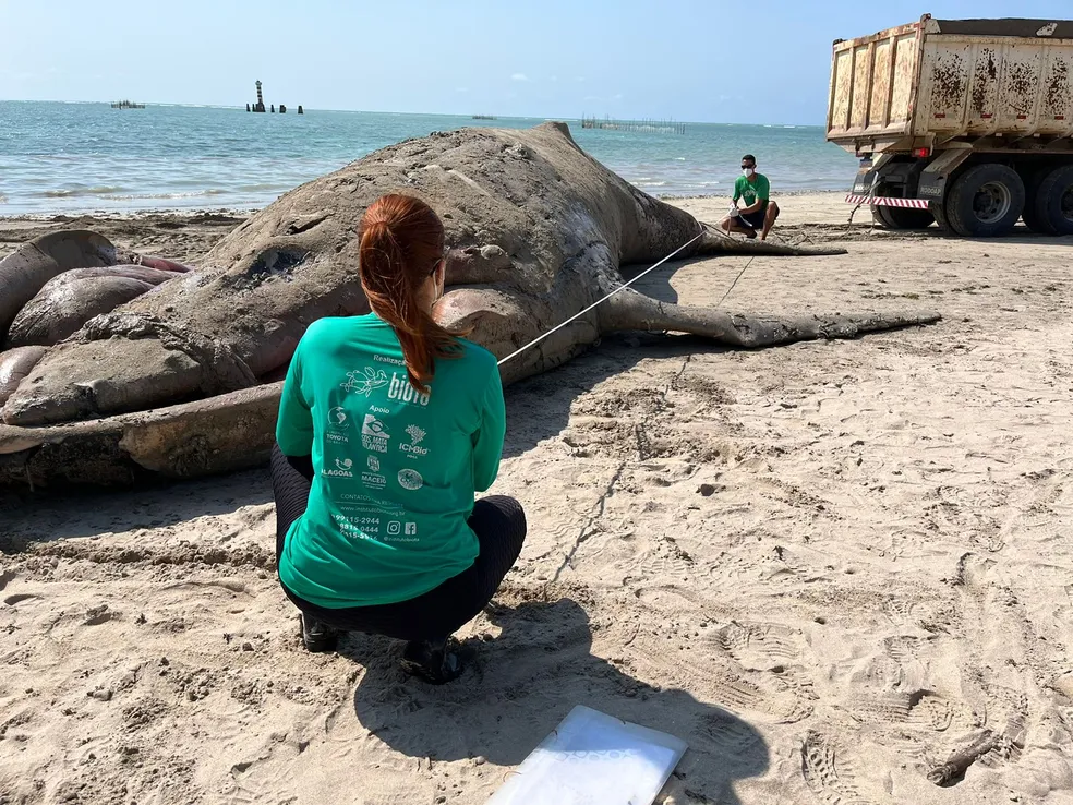 Baleia de quase 10 metros morre em praia de Maceió e é retirada do local com retroescavadeira