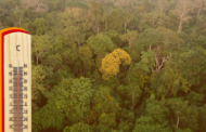Aquecimento global traz risco de danos irreversíveis às árvores da Amazônia