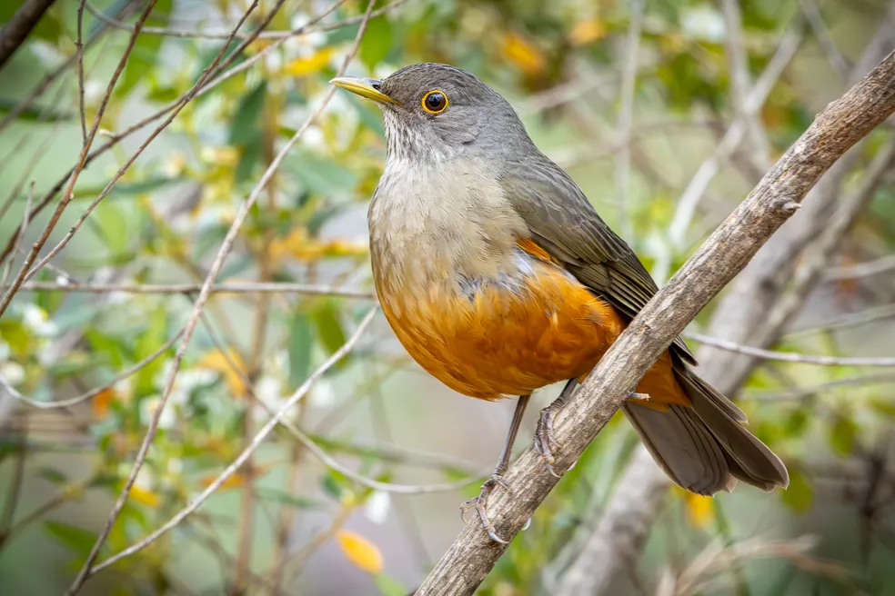 Para fugir do barulho da cidade, sabiá-laranjeira tem cantado cada vez mais cedo nas madrugadas de São Paulo