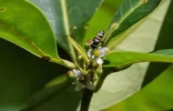 Cientistas encontram em Pernambuco espécie de árvore desaparecida há 185 anos