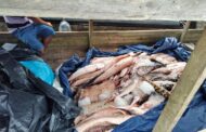 PF apreende mais de 512 kg de peixe pirarucu no AM