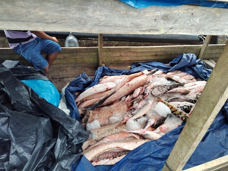 PF apreende mais de 512 kg de peixe pirarucu no AM