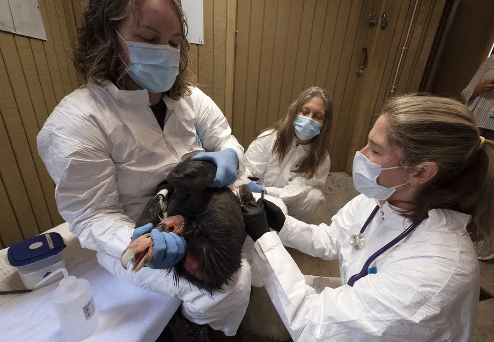 Eua iniciam teste de vacina contra gripe aviária em condor