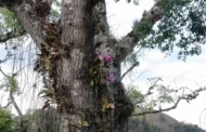 VÍDEO: Pesquisadores usam drone e descobrem orquídea ameaçada de extinção em árvore centenária
