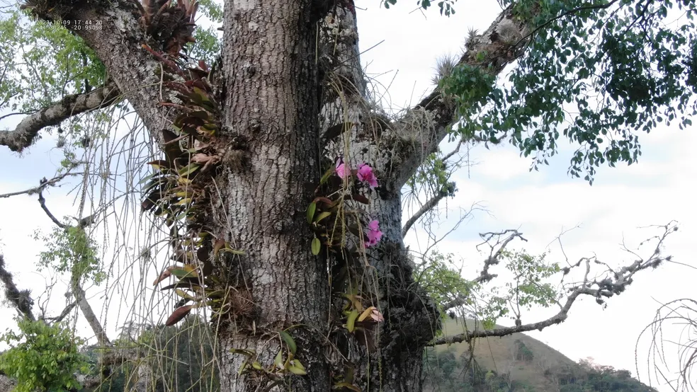 VÍDEO: Pesquisadores usam drone e descobrem orquídea ameaçada de extinção em árvore centenária