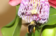 Polinizadoras 'profissionais': entenda por que as abelhas impactam na produção agrícola e a importância de preservá-las