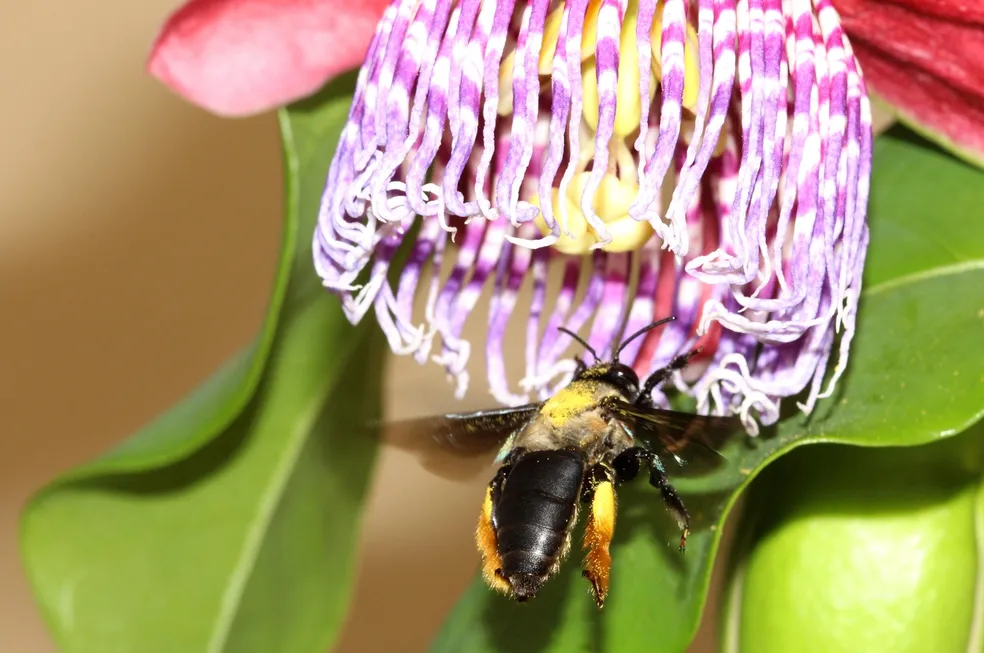 Polinizadoras 'profissionais': entenda por que as abelhas impactam na produção agrícola e a importância de preservá-las