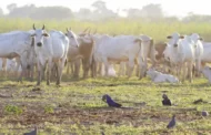 Do arroto do boi ao desmatamento: produção de comida gera 1,8 bilhão de toneladas de gases poluentes no Brasil