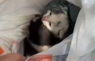 VEJA VÍDEO – Filhotes de gato foram encontrados em sacola de plástico jogada em lixeira