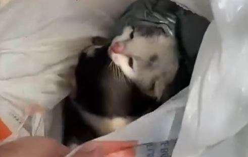 VEJA VÍDEO – Filhotes de gato foram encontrados em sacola de plástico jogada em lixeira