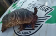 Caseiro de fazenda leva multa de R$ 500 e ainda vai responder criminalmente por caçar tatu-galinha, em Pacaembu