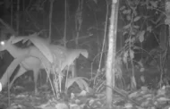 Mamíferos de médio e grande porte são monitorados na Amazônia para inventário da fauna silvestre nacional