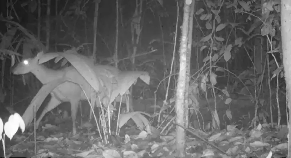 Mamíferos de médio e grande porte são monitorados na Amazônia para inventário da fauna silvestre nacional