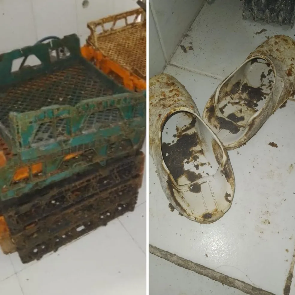 Fiscalização flagra baratas e fezes de rato em padaria de Maceió; veja fotos