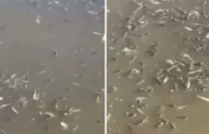 Peixes aparecem mortos em rio na Barra de Santo Antônio, AL