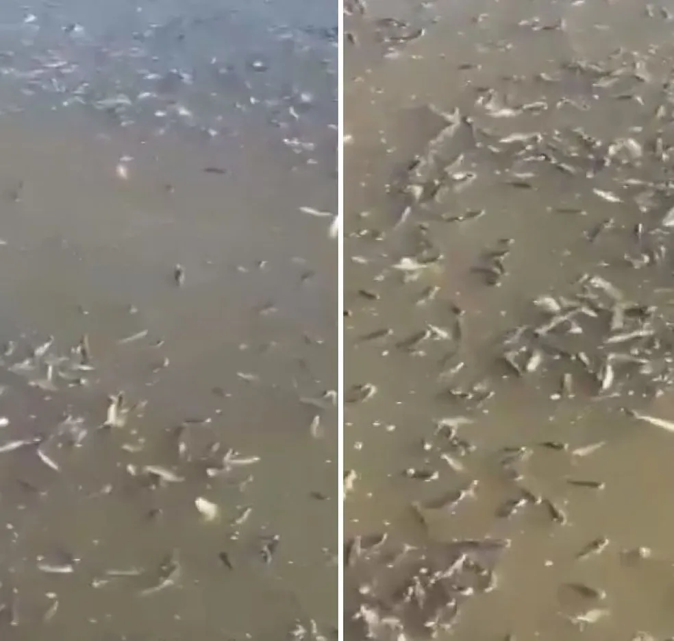 Peixes aparecem mortos em rio na Barra de Santo Antônio, AL