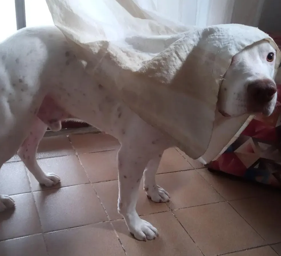 Pitbull morde assaltante e impede roubo de moto em Maceió