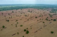 Desmatamento: o que é, causas e impactos na natureza
