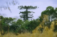Maior araucária do Paraná é derrubada durante vendaval: “Perda irreparável”