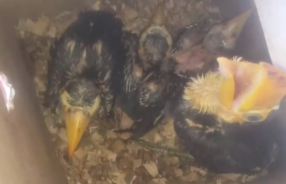 Polícia Ambiental resgata 97 filhotes de aves silvestres de cativeiro, em Teodoro Sampaio