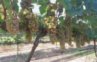 Uva híbrida produz vinho em qualquer estação